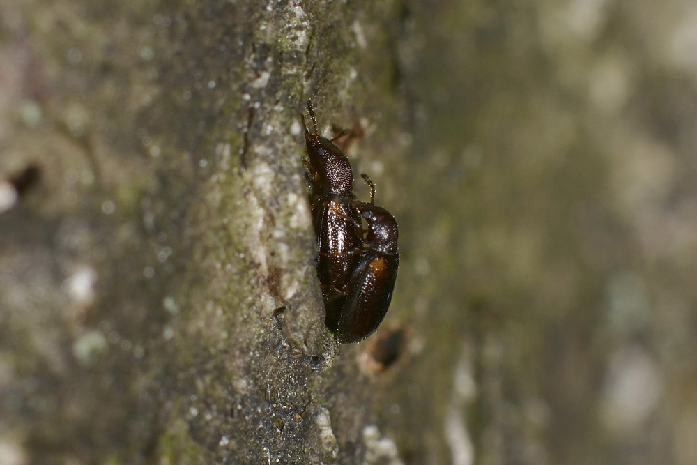 Lissodema denticolle - Salpingidae